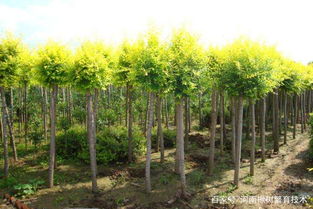 河南复叶槭价格 12公分复叶槭 13公分金叶复叶槭出售 青叶复叶槭基地